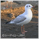 yurikamome