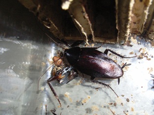 ウルシゴキブリ ねずみ 害虫 シロアリ駆除ならシー アイ シー