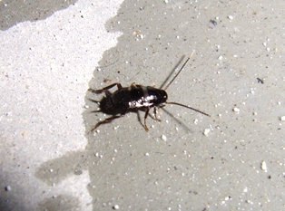 クロゴキブリは黒い ねずみ 害虫 シロアリ駆除ならシー アイ シー