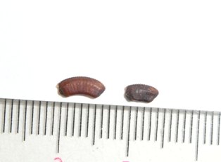 ウスヒラタゴキブリ卵鞘 ねずみ 害虫 シロアリ駆除ならシー アイ シー