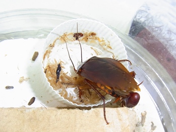 ワモンゴキブリ喉渇いた ねずみ 害虫 シロアリ駆除ならシー アイ シー