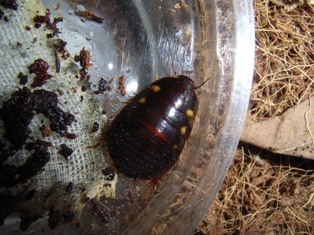 Eublaberus-distanti-1.jpg
