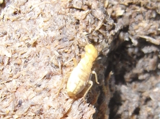 Hodotermopsis-sjostedti-5.jpg