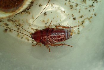 クロゴキブリ ねずみ 害虫 シロアリ駆除ならシー アイ シー