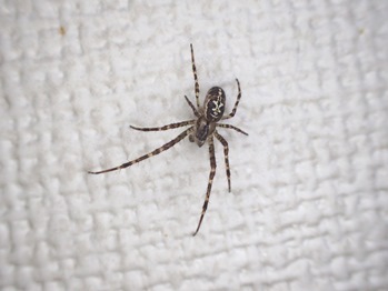 クモ類 ねずみ 害虫 シロアリ駆除ならシー アイ シー