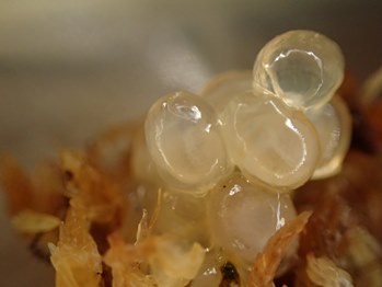 ナメクジの卵 ねずみ 害虫 シロアリ駆除ならシー アイ シー