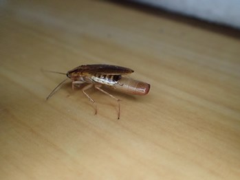 チャバネゴキブリ ねずみ 害虫 シロアリ駆除ならシー アイ シー