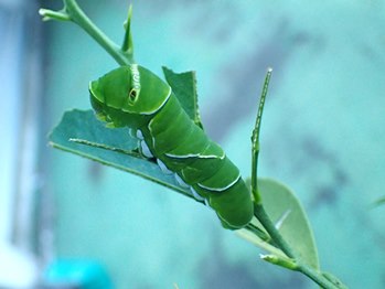 アゲハチョウ幼虫 ねずみ 害虫 シロアリ駆除ならシー アイ シー