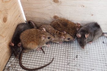 ネズミ ねずみ 害虫 シロアリ駆除ならシー アイ シー