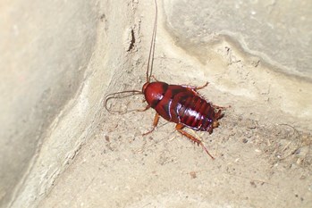 クロゴキブリ幼虫 ねずみ 害虫 シロアリ駆除ならシー アイ シー