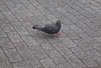 PA120453.jpg