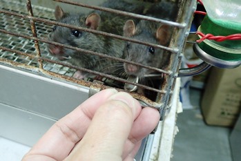 ネズミ ねずみ 害虫 シロアリ駆除ならシー アイ シー