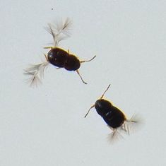 ムクゲキノコムシの一種 ねずみ 害虫 シロアリ駆除ならシー アイ シー