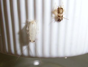 アミメヒラタゴキブリ 幼虫脱皮 ねずみ 害虫 シロアリ駆除ならシー アイ シー