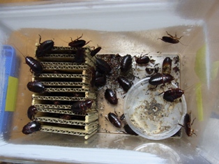 RIMG0356.jpg