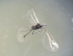 冬に飛ぶアブラムシ ねずみ 害虫 シロアリ駆除ならシー アイ シー