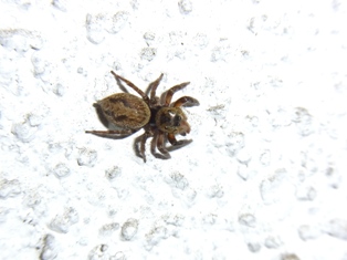 アダンソンハエトリ何食べてるの ねずみ 害虫 シロアリ駆除ならシー アイ シー