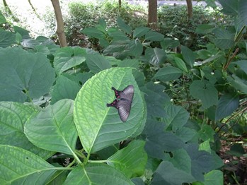 agehamodoki-2.jpg