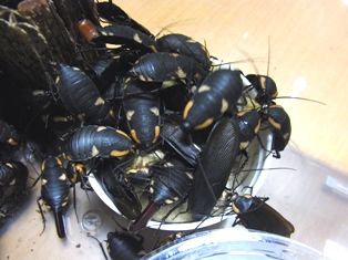 餌に群がるderopeltis Paulinoi ねずみ 害虫 シロアリ駆除ならシー アイ シー