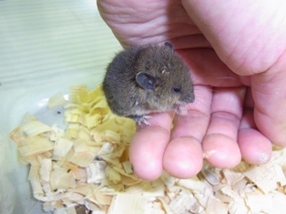 保護されたハツカネズミ幼獣 ねずみ 害虫 シロアリ駆除ならシー アイ シー