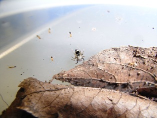 啓蟄とハエトリグモ ねずみ 害虫 シロアリ駆除ならシー アイ シー