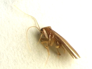 horatyousi-4.jpg
