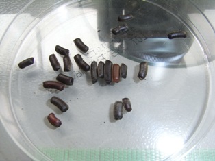 kiiisuzi-8.jpg