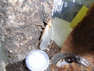 mareuka-3.jpg