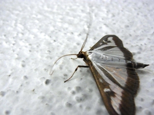 ツゲノメイガ成虫 ねずみ 害虫 シロアリ駆除ならシー アイ シー