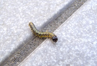 ツゲノメイガ成虫 ねずみ 害虫 シロアリ駆除ならシー アイ シー