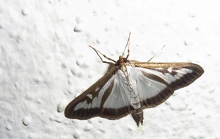 ツゲノメイガ成虫 ねずみ 害虫 シロアリ駆除ならシー アイ シー