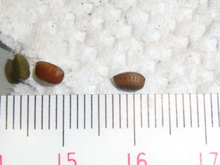 ゴキブログ ページ 100 ねずみ 害虫 シロアリ駆除ならシー アイ シー