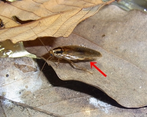 uzinamoter-2%29%E3%81%AE%E3%82%B3%E3%83%94%E3%83%BC.jpg