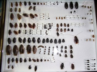 95mm】マンモスゴキブリ ナンベイオオチャバネゴキブリ昆虫標本 今年の