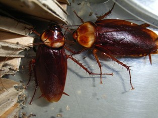 世界のワモンゴキブリ | ねずみ・害虫・シロアリ駆除ならシー