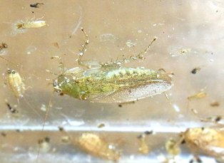 緑ミナミヒラタゴキブリ | ねずみ・害虫・シロアリ駆除ならシー