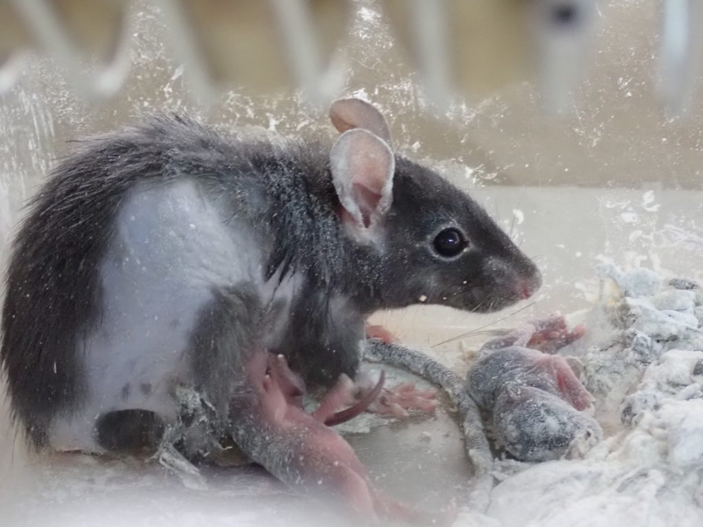 ネズミ ねずみ 害虫 シロアリ駆除ならシー アイ シー