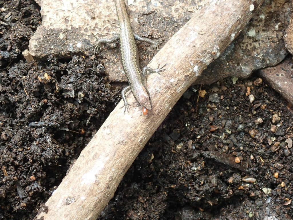 ミルワーム ねずみ 害虫 シロアリ駆除ならシー アイ シー ミルワーム ねずみ 害虫 シロアリ駆除ならシー アイ シー