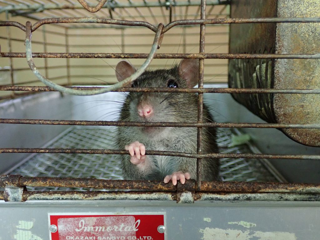 ドブネズミに餌 2 ねずみ 害虫 シロアリ駆除ならシー アイ シー