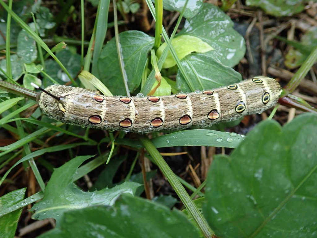 セスジスズメ幼虫 ねずみ 害虫 シロアリ駆除ならシー アイ シー