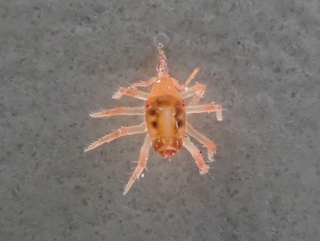 ダニ類 ねずみ 害虫 シロアリ駆除ならシー アイ シー