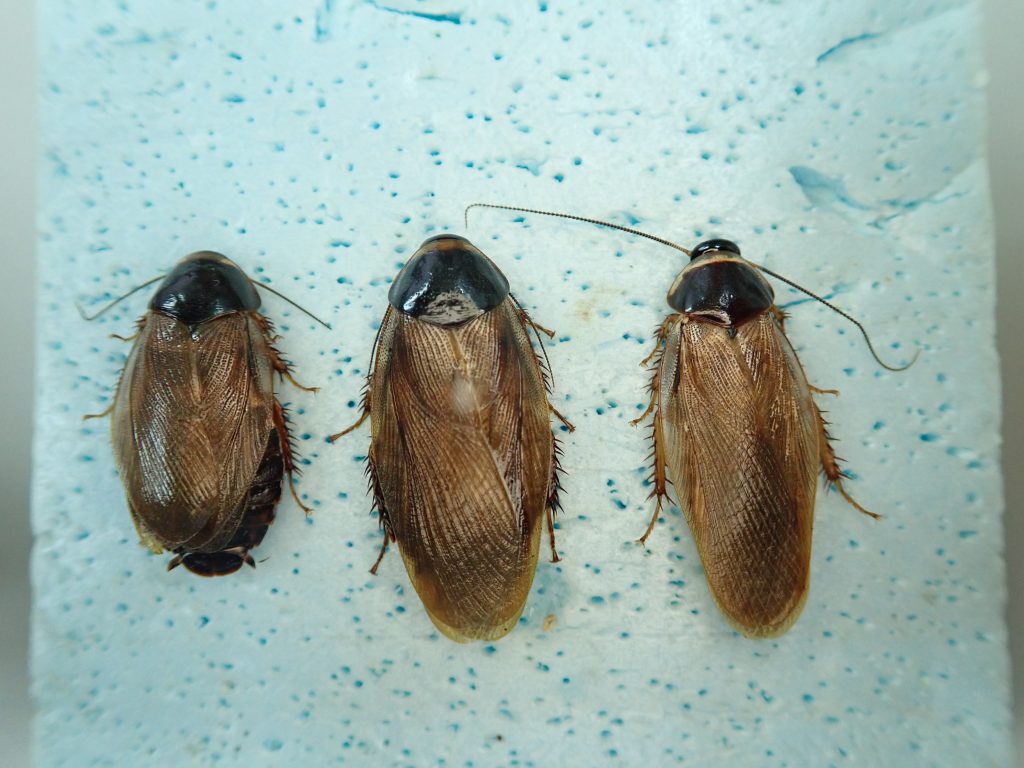 オガサワラゴキブリ ねずみ 害虫 シロアリ駆除ならシー アイ シー