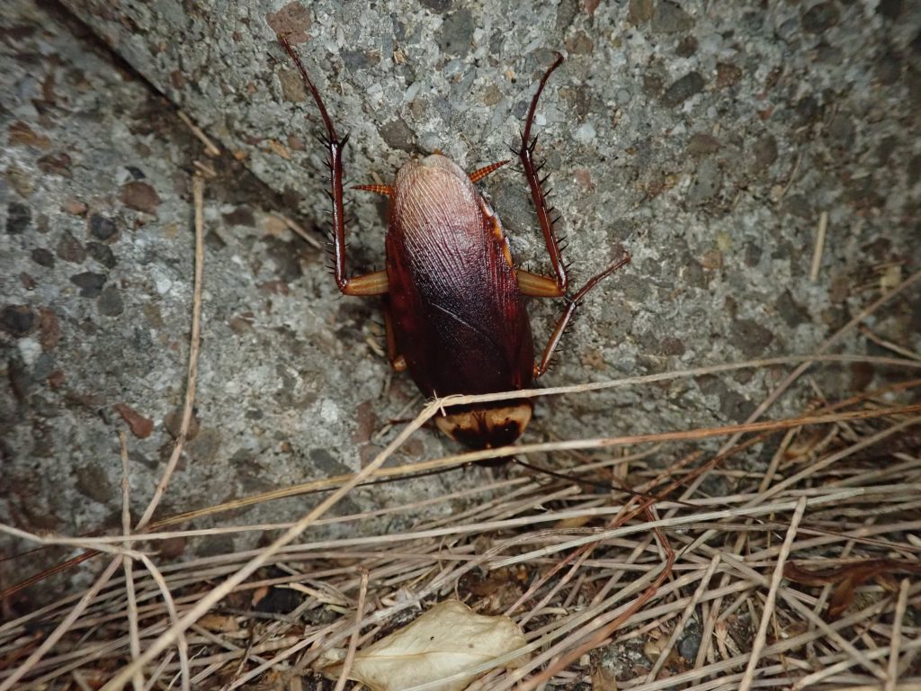 小笠原諸島 ねずみ 害虫 シロアリ駆除ならシー アイ シー