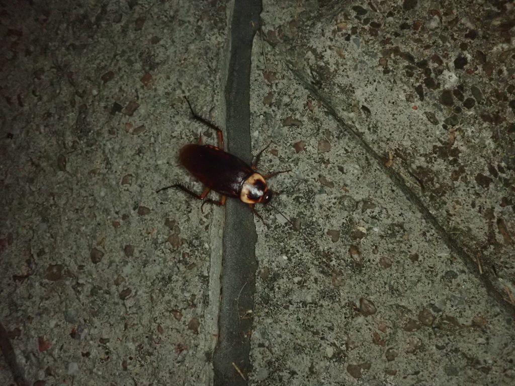 小笠原諸島 ねずみ 害虫 シロアリ駆除ならシー アイ シー