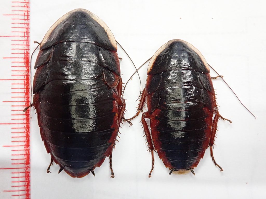 サツマゴキブリ ねずみ 害虫 シロアリ駆除ならシー アイ シー