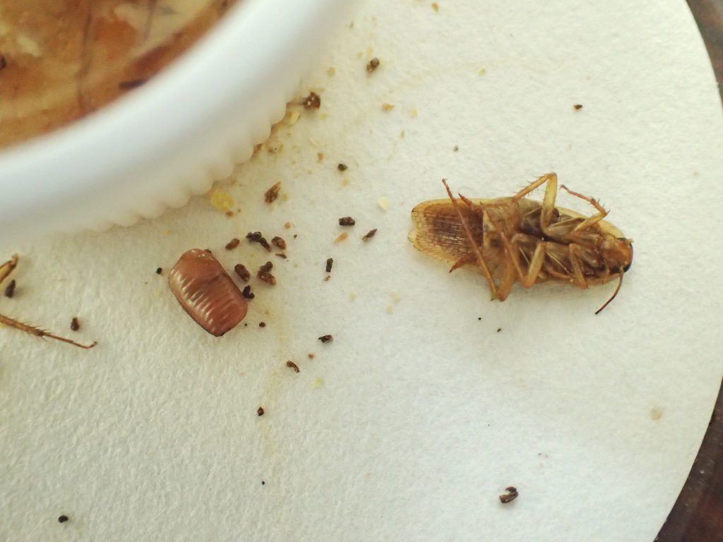 チャバネゴキブリ ねずみ 害虫 シロアリ駆除ならシー アイ シー