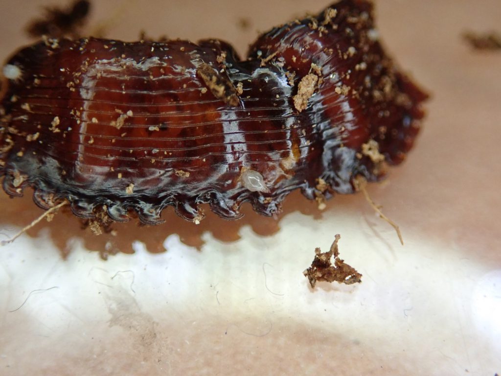 ダニ類 ねずみ 害虫 シロアリ駆除ならシー アイ シー