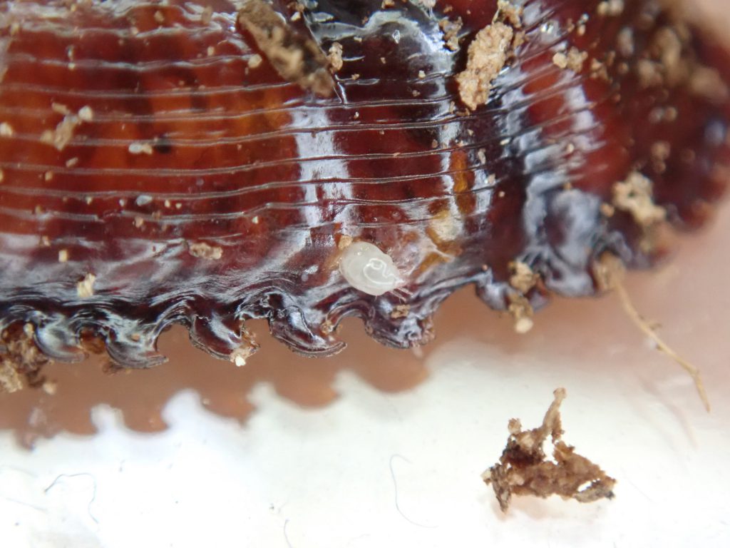 ダニ類 ねずみ 害虫 シロアリ駆除ならシー アイ シー