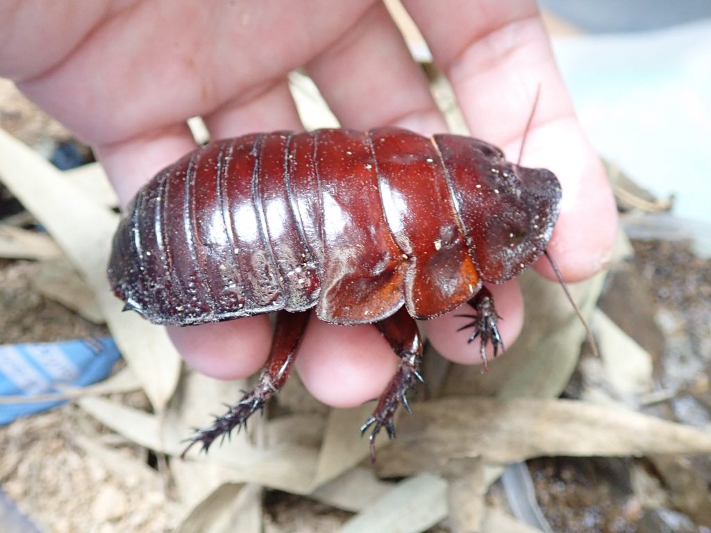 Macropanesthia Rhinoceros ねずみ 害虫 シロアリ駆除ならシー アイ シー