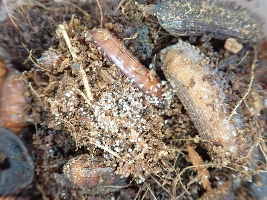 ダニ類 ねずみ 害虫 シロアリ駆除ならシー アイ シー